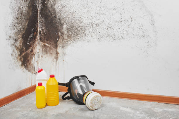 Best White Mold Remediation in Hilmar Irwin, CA