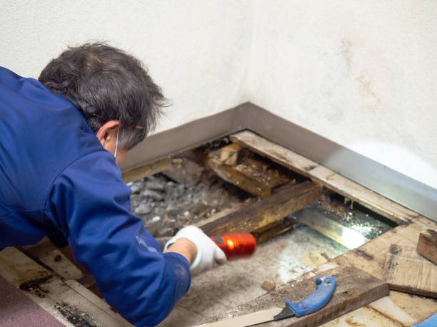 Best Kitchen Mold Remediation in Hilmar Irwin, CA