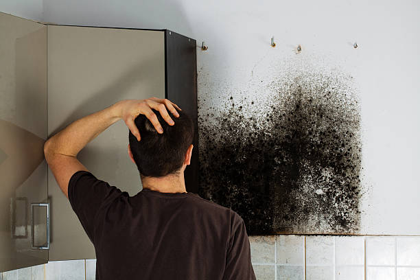Professional Mold Remediation in Hilmar Irwin, CA